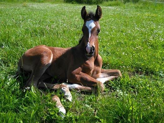 Arabisk fuldblod (OX) EXCELLENT CHOICE billede 1