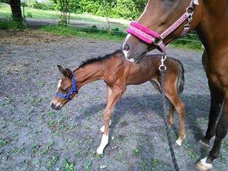 Arabisk fuldblod (OX) EXCELLENT CHOICE billede 2