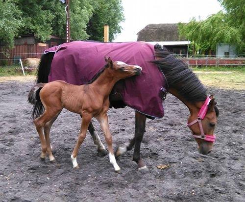 Arabisk fuldblod (OX) EXCELLENT CHOICE billede 3