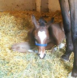 Arabisk fuldblod (OX) EXCELLENT CHOICE billede 4