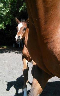 Arabisk fuldblod (OX) EXCELLENT CHOICE billede 5