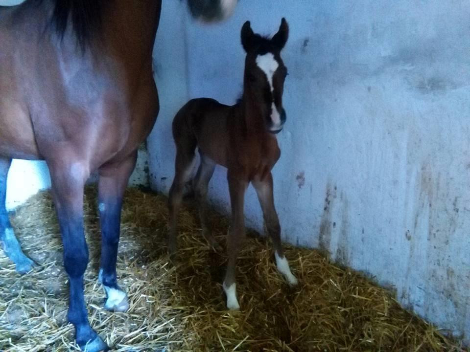 Arabisk fuldblod (OX) EXCELLENT CHOICE billede 6