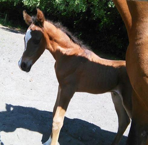 Arabisk fuldblod (OX) EXCELLENT CHOICE billede 7