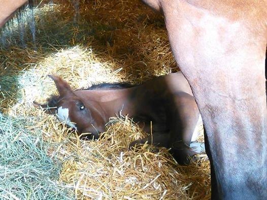 Arabisk fuldblod (OX) EXCELLENT CHOICE billede 8