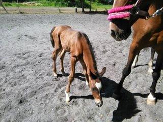 Arabisk fuldblod (OX) EXCELLENT CHOICE billede 9