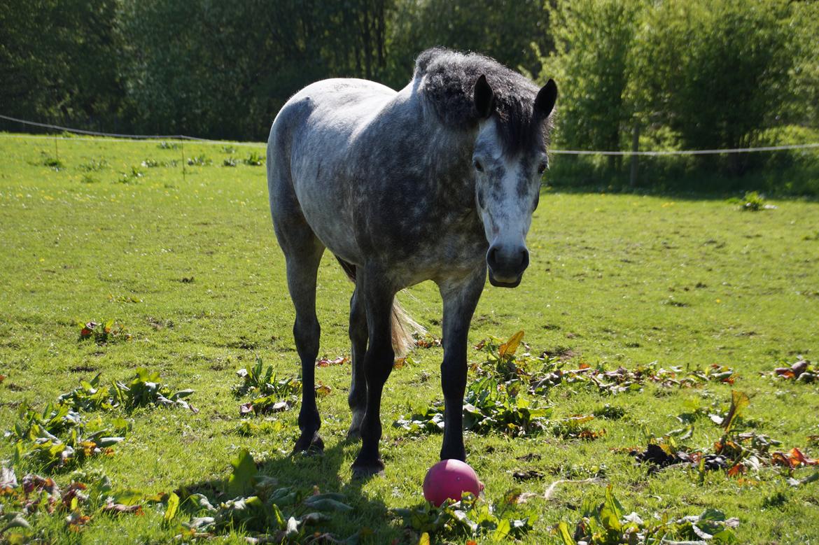 Connemara Bisgaard's Sputnik billede 14