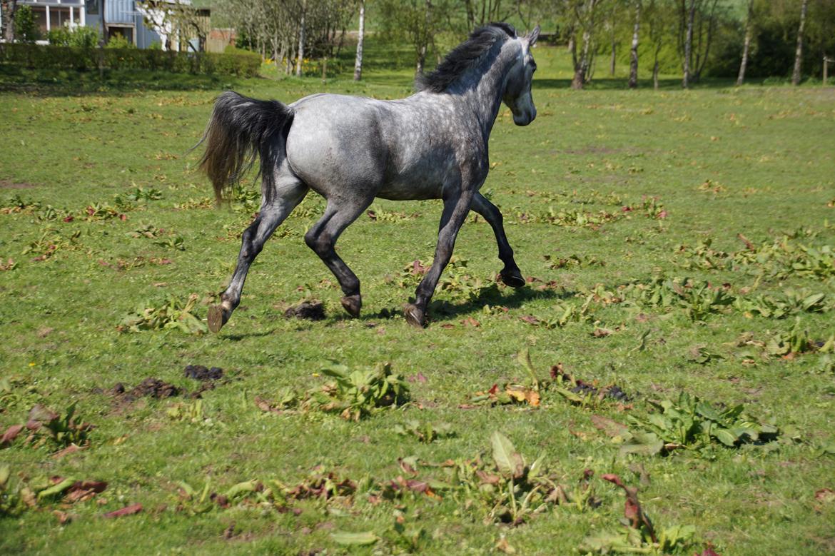 Connemara Bisgaard's Sputnik billede 15