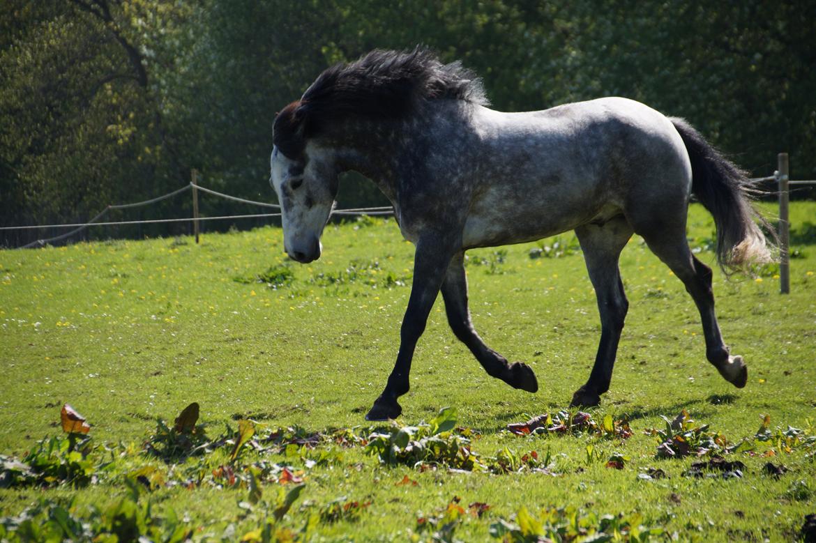 Connemara Bisgaard's Sputnik billede 16