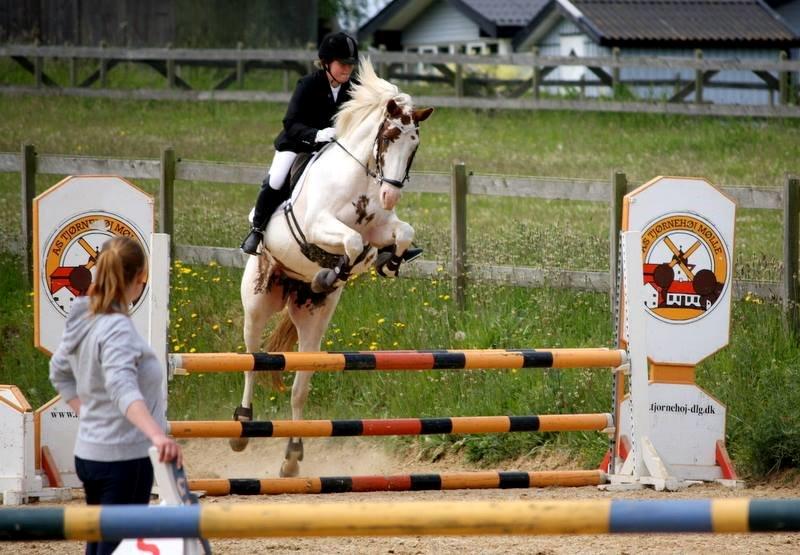 Anden særlig race Chamieka billede 4