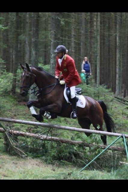 Dansk Varmblod Tibo billede 1