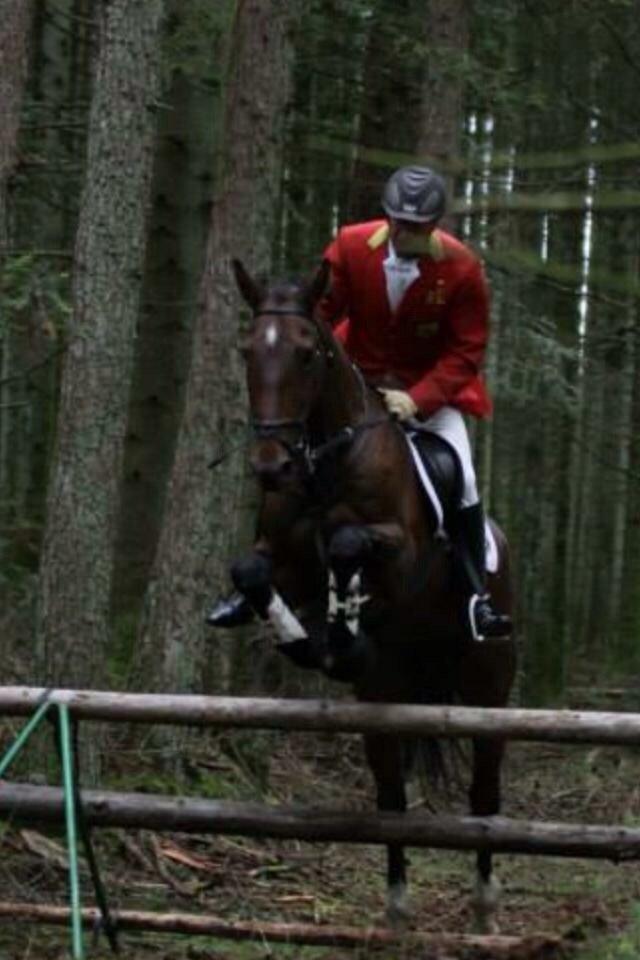 Dansk Varmblod Tibo billede 3