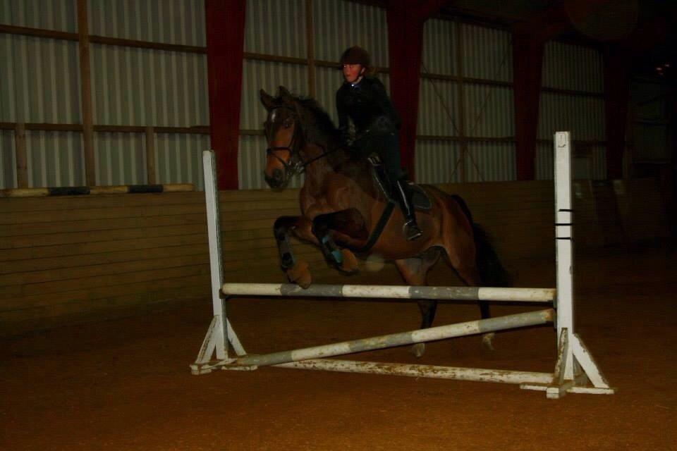 Dansk Varmblod Tibo billede 4