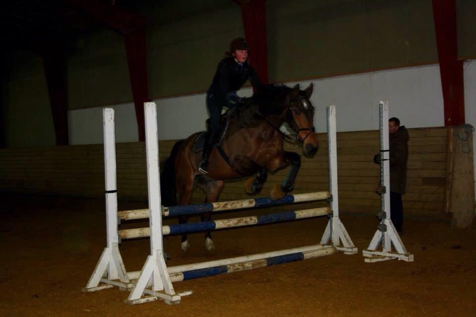 Dansk Varmblod Tibo billede 5