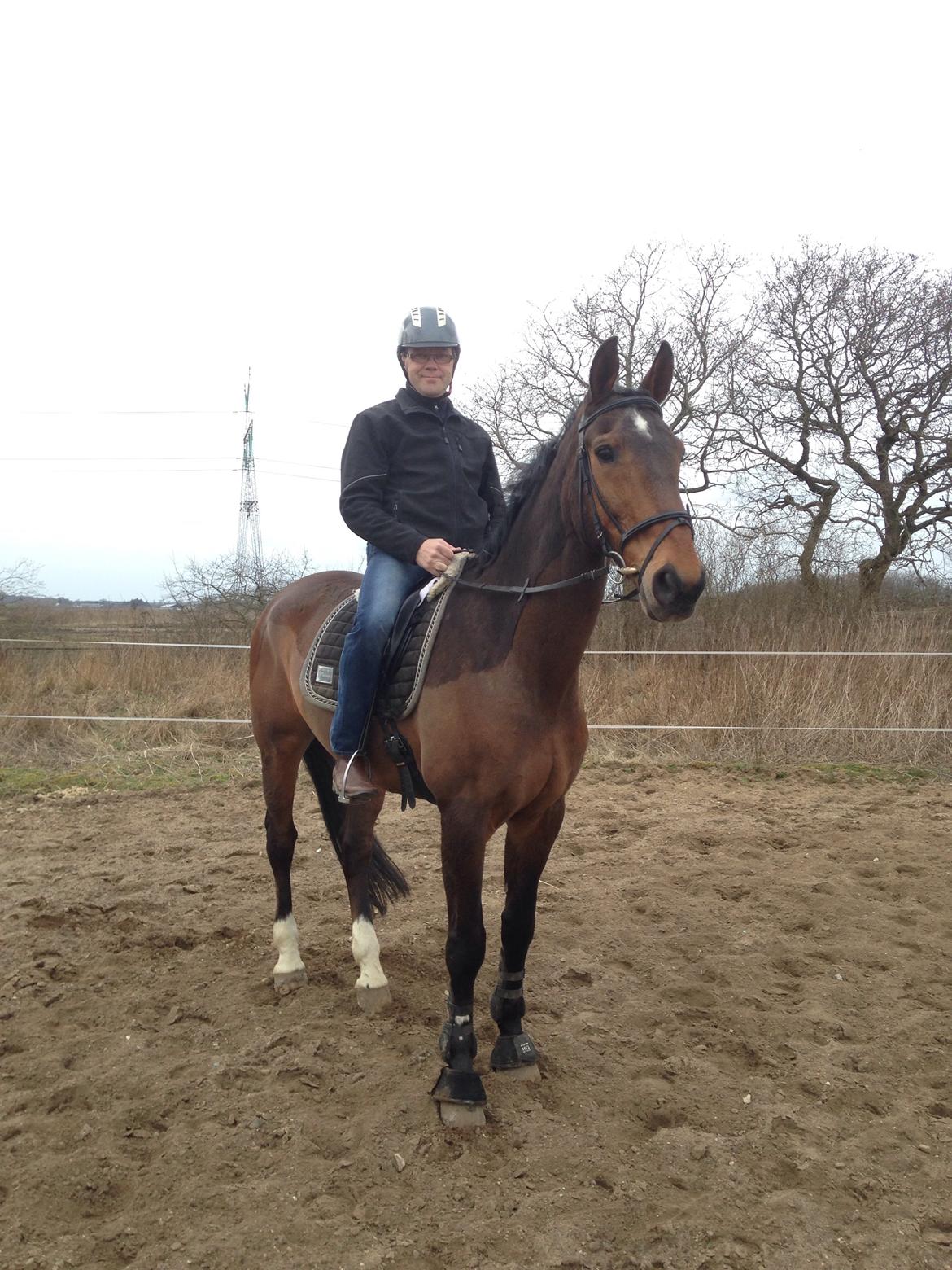 Dansk Varmblod Tibo billede 6