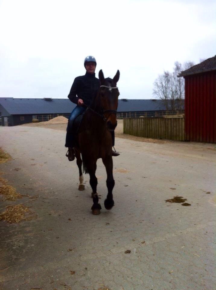 Dansk Varmblod Tibo billede 2