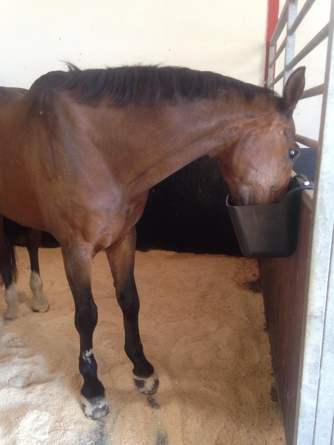 Dansk Varmblod Tibo billede 9