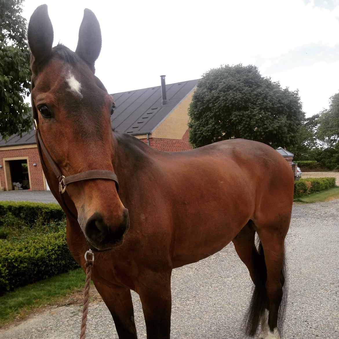 Dansk Varmblod Tibo billede 10