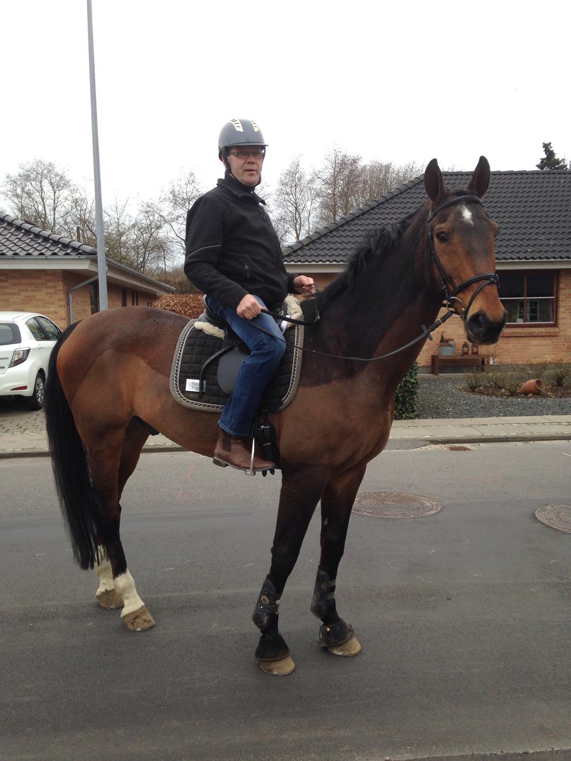 Dansk Varmblod Tibo billede 7