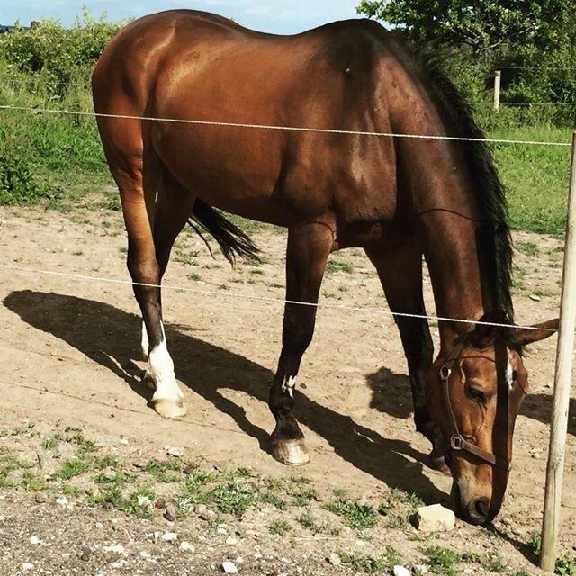 Dansk Varmblod Tibo billede 11