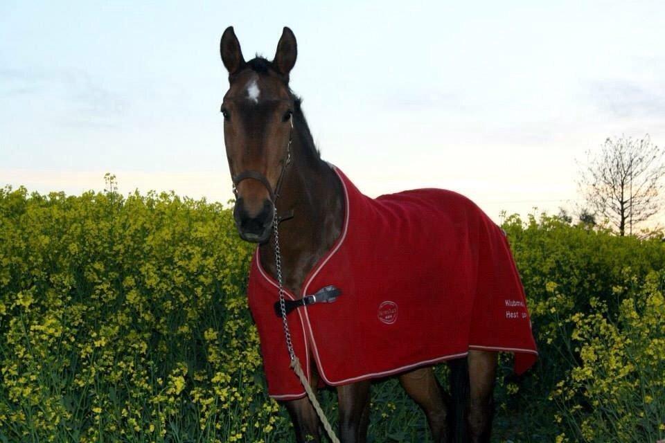 Dansk Varmblod Tibo billede 8