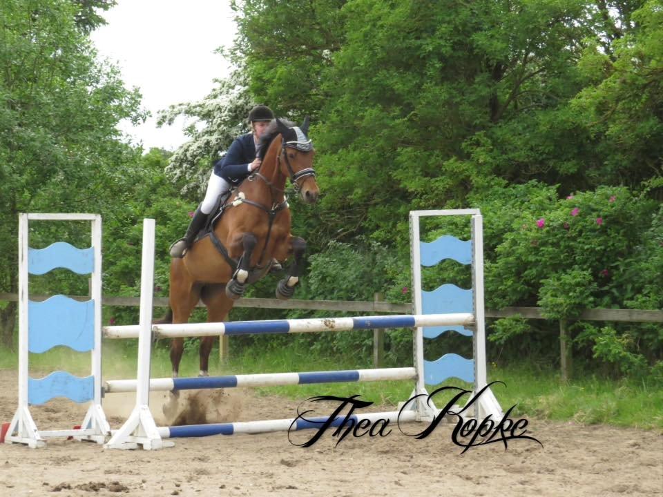 Dansk Varmblod Ørstedslunds Lucky Lady. <3 billede 17