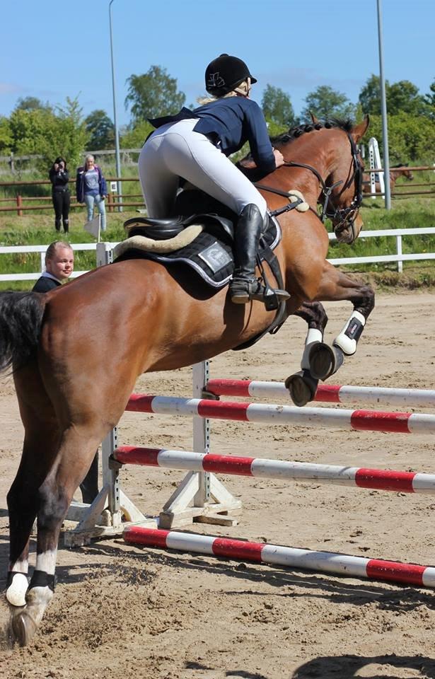 Dansk Varmblod Ørstedslunds Lucky Lady. <3 billede 18