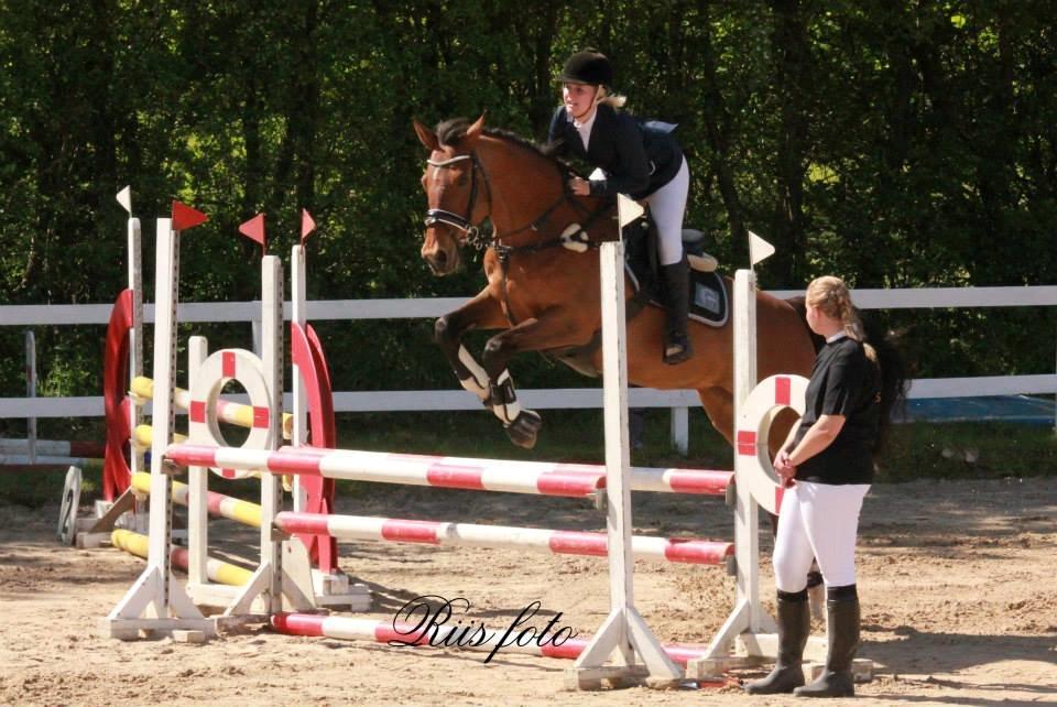 Dansk Varmblod Ørstedslunds Lucky Lady. <3 billede 5