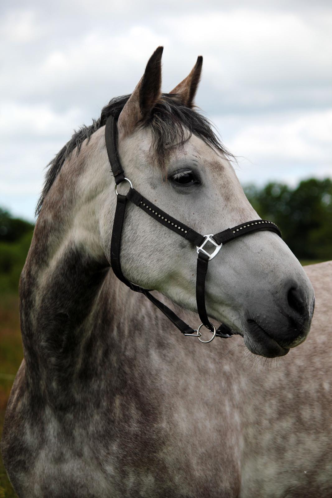 Dansk Varmblod Lambrié Vejen (Avlshoppe) - NYT: Så smuk billede 27