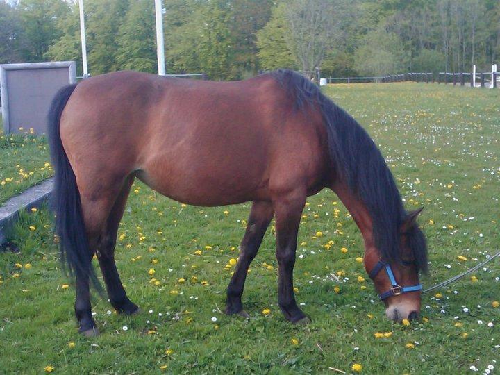 Anden særlig race Persille - Persille billede 1