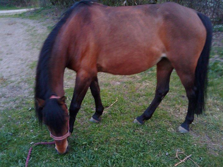 Anden særlig race Persille - Græsse-hygge billede 15