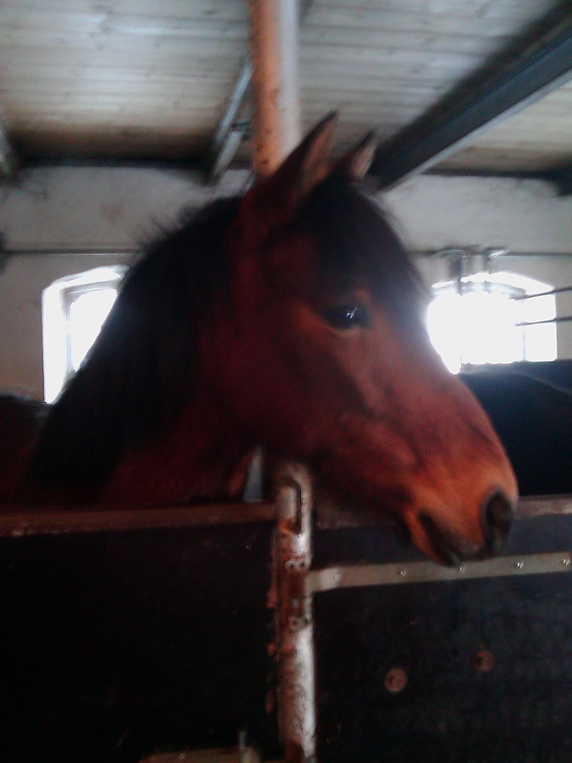 Anden særlig race Persille - Står lige og smiler  billede 3