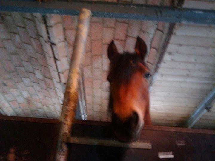 Anden særlig race Persille - "Hvad laver du nede på gulvet, skøre?" billede 8