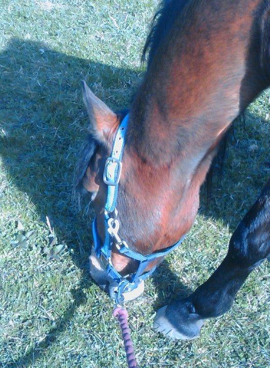 Anden særlig race Persille - Om nom nom billede 9