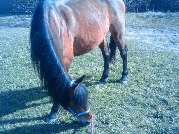 Anden særlig race Persille - Bend it a little... ^^ billede 10