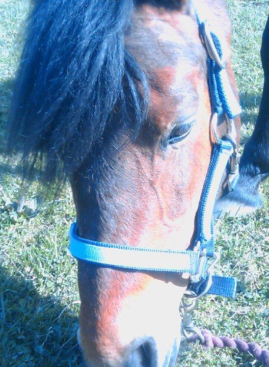 Anden særlig race Persille billede 11