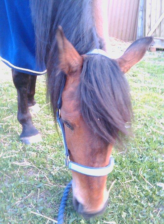 Anden særlig race Persille billede 12