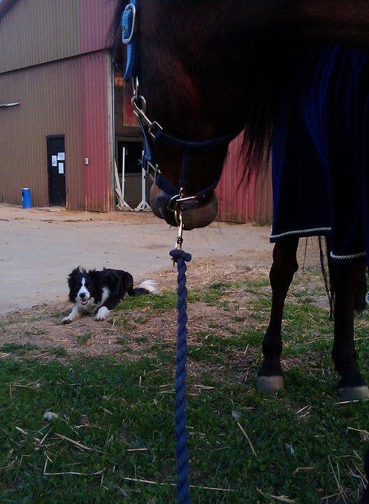 Anden særlig race Persille - "Hej hund!" billede 13
