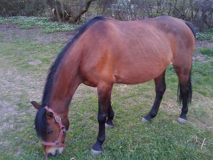 Anden særlig race Persille billede 14