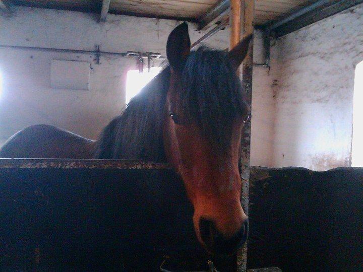 Anden særlig race Persille - "Did you get your picture yet?" billede 6