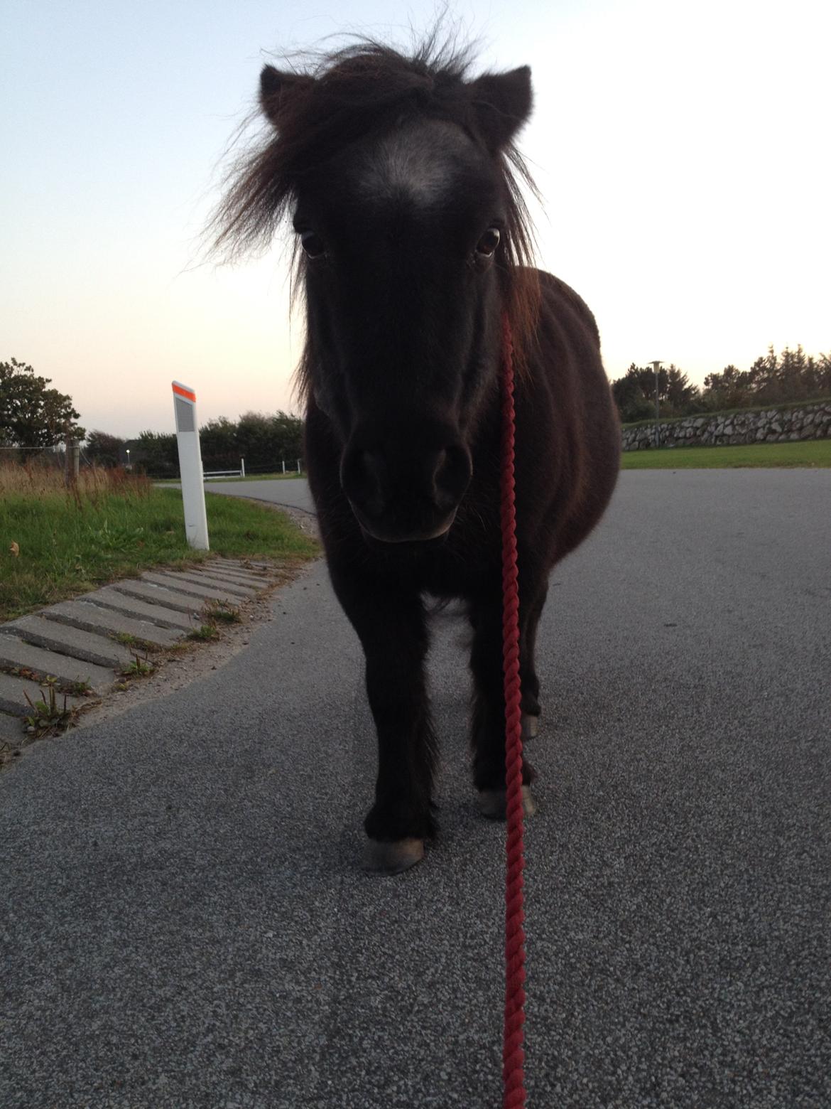 Shetlænder Bandit - bandit på en af de mange ture bare i "halsbånd" <3 billede 9