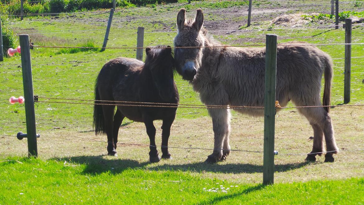 Shetlænder Bandit - "Min bedste ven Nielsen" billede 10