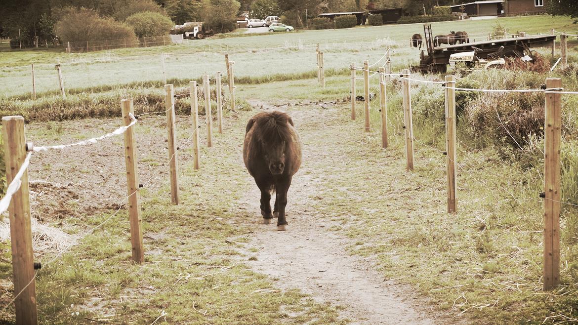 Shetlænder Bandit - Skønne bandit går mig imøde på folden <3 billede 1