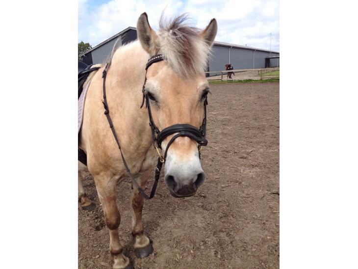 {{currentPhoto.altText}} billede {{currentPhoto.number}}