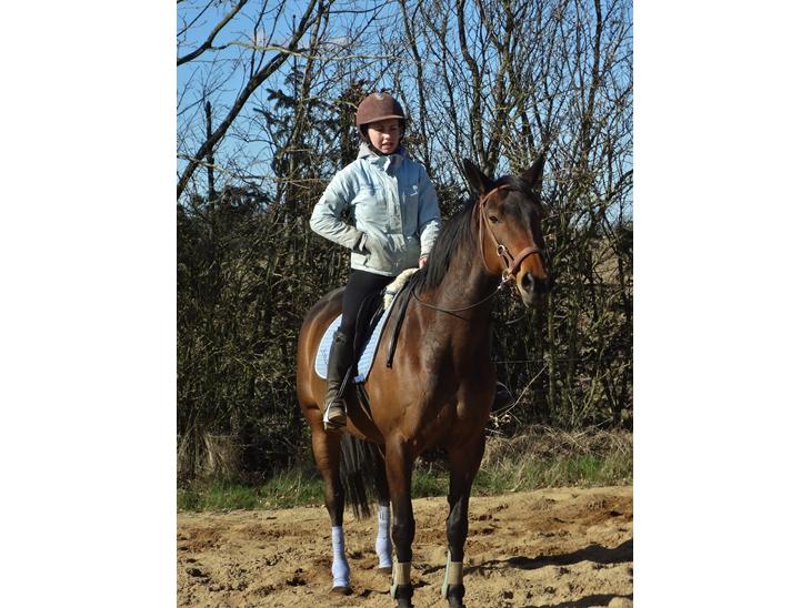 Hannoveraner Flower Girl billede 7