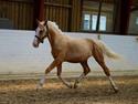 Palomino Stensgaardens Copyright