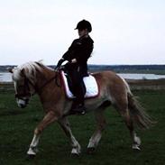 Haflinger Katinka