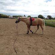 Palomino Nannerupgaards Castor