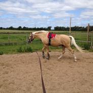 Palomino Nannerupgaards Castor