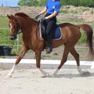 Arabisk fuldblod (OX) Kasim