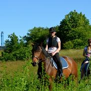 Dansk Varmblod Lumiere